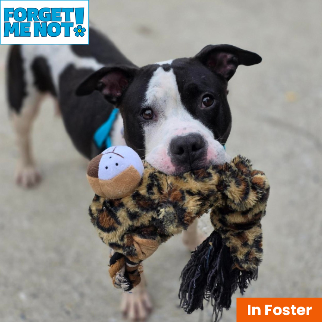 BITTY SWEET - Terrier / American Pit Bull available for adoption