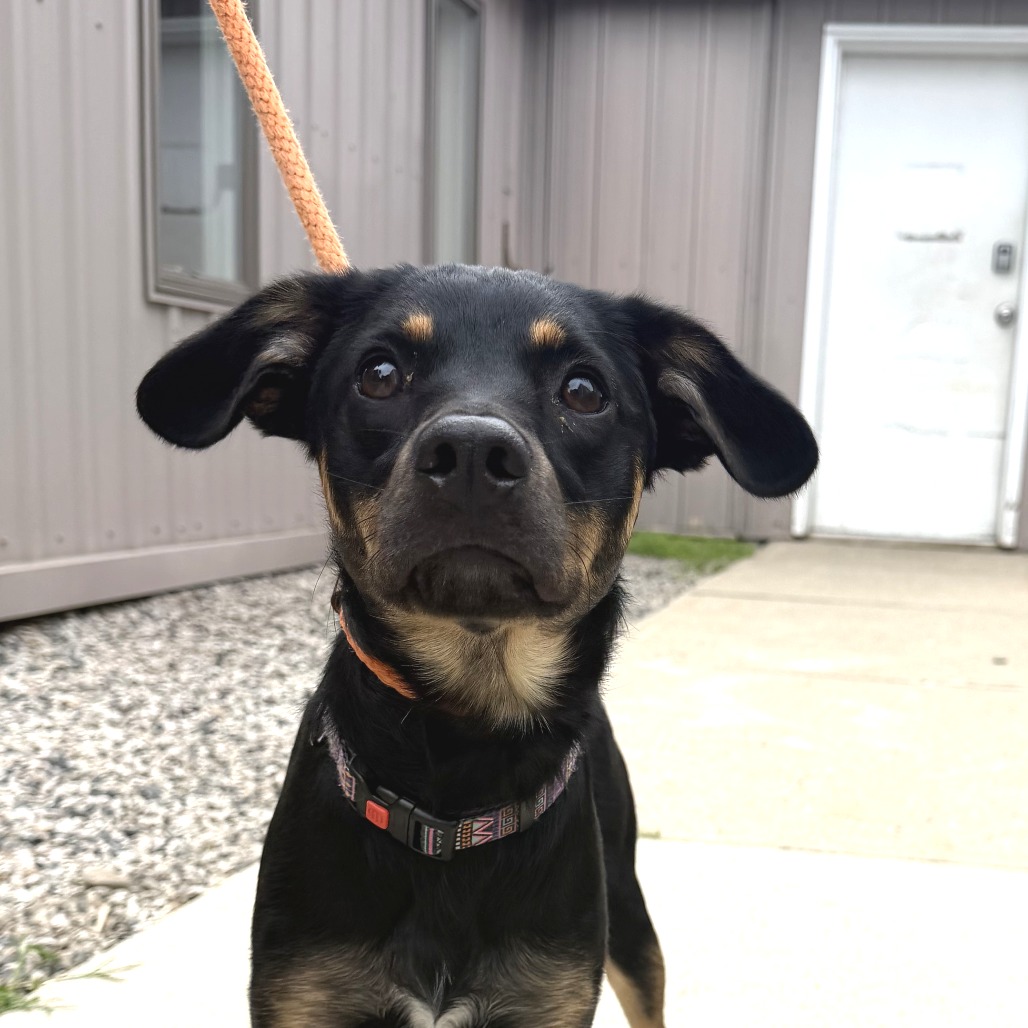 Mixed Breed