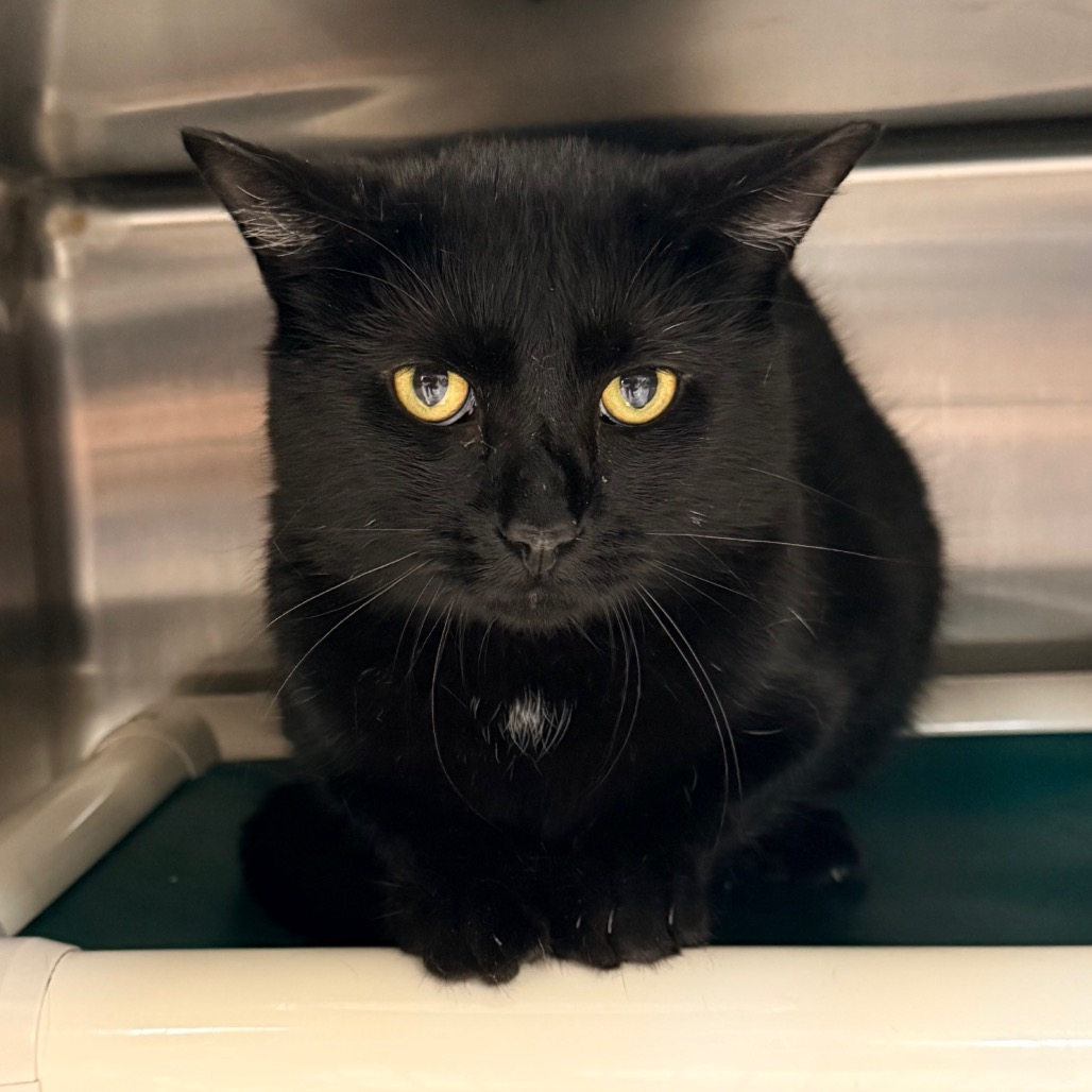 Binx
