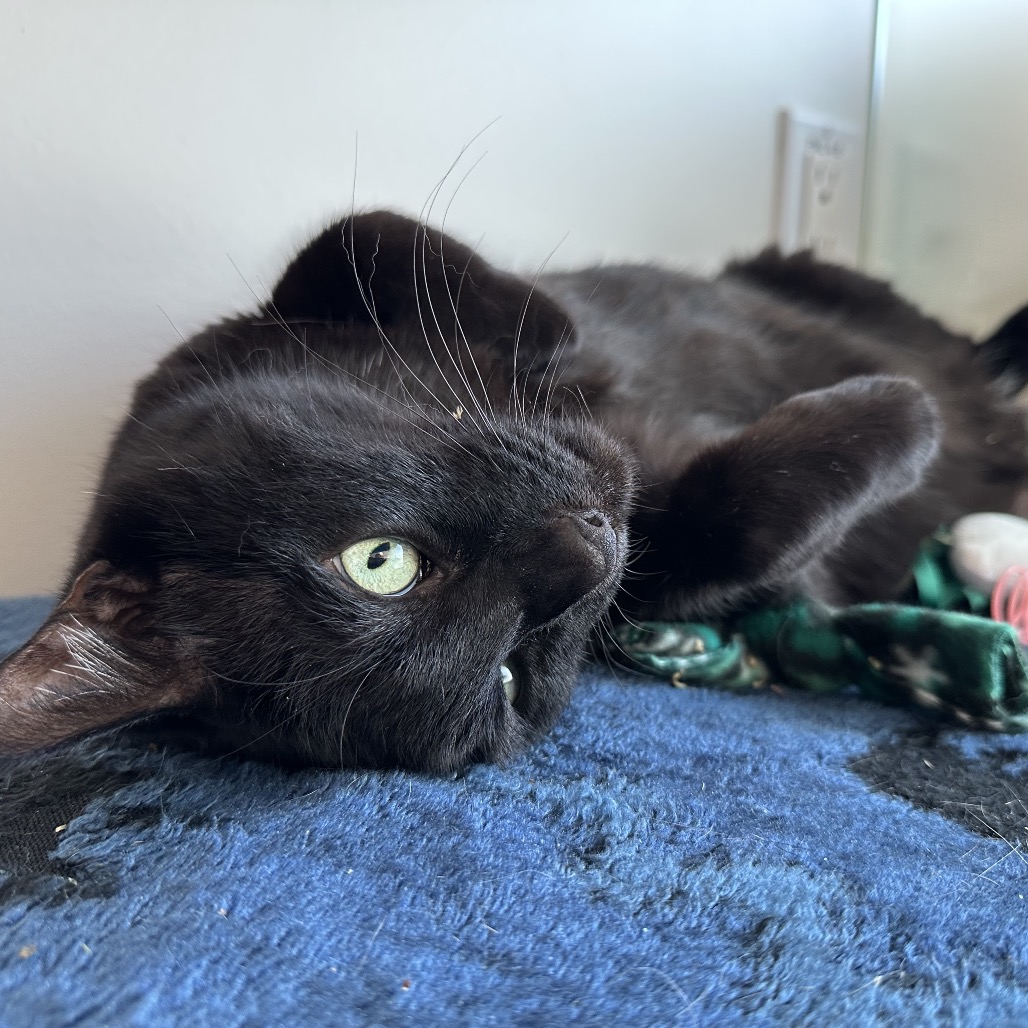 Oliver - Domestic Shorthair