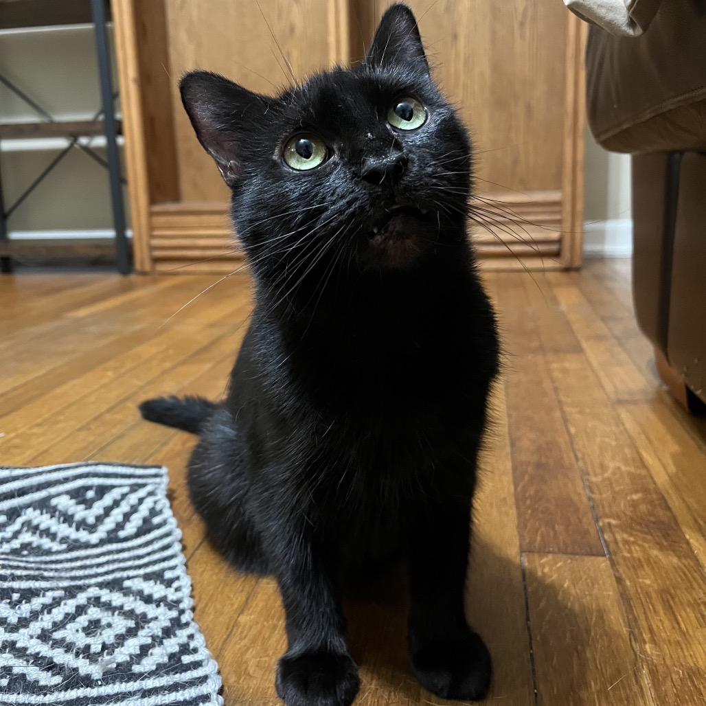Cleo, photo 7