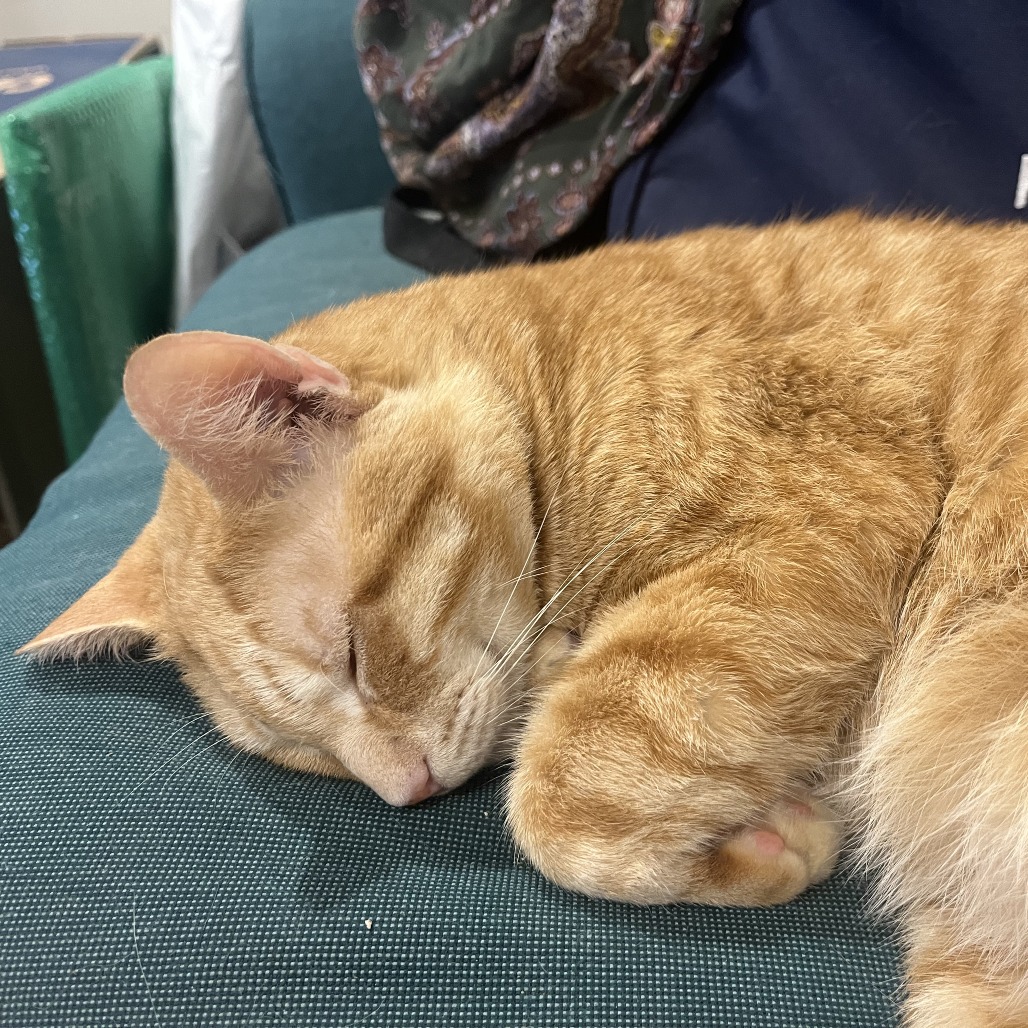 Paco, photo 22