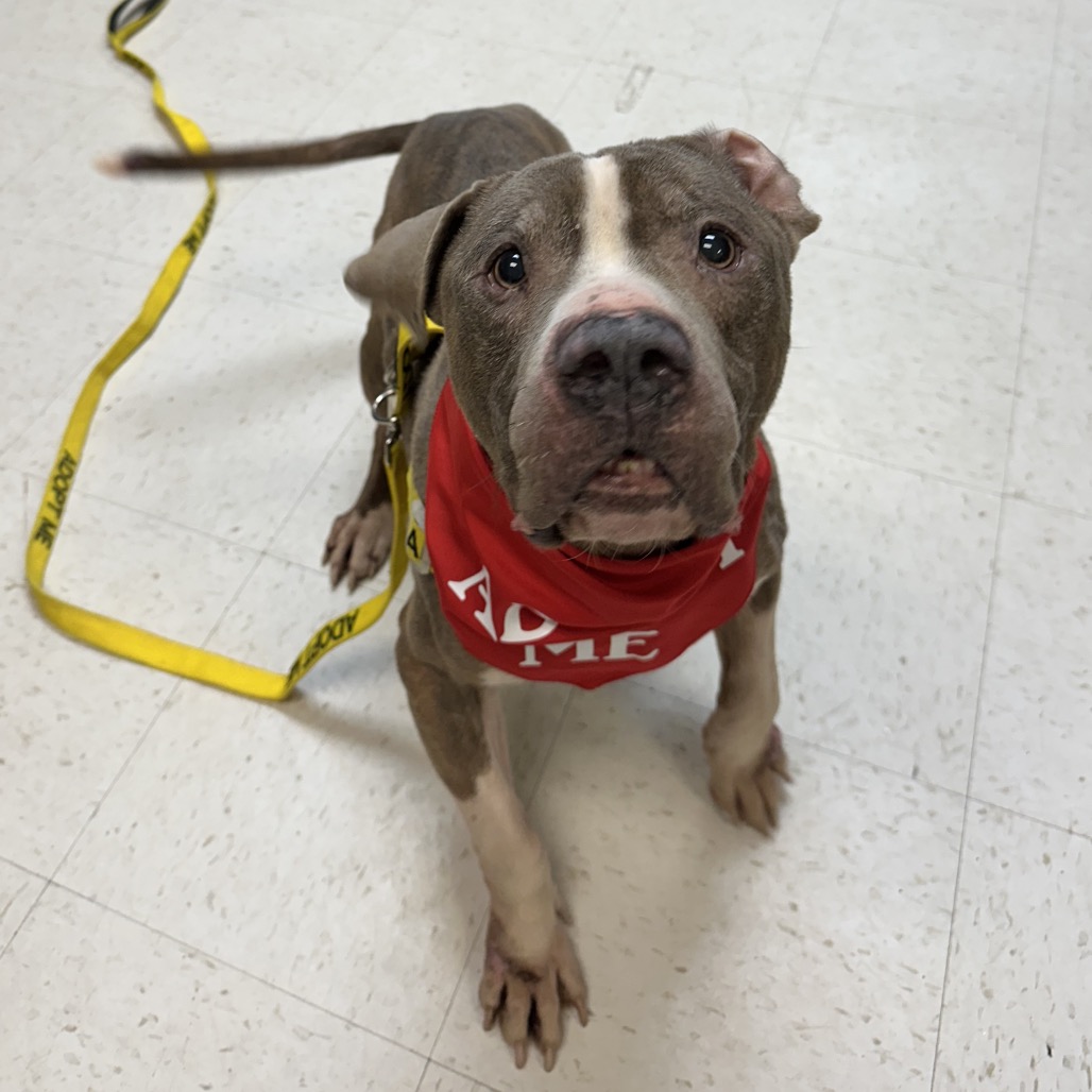 Fork — thumbnail 3