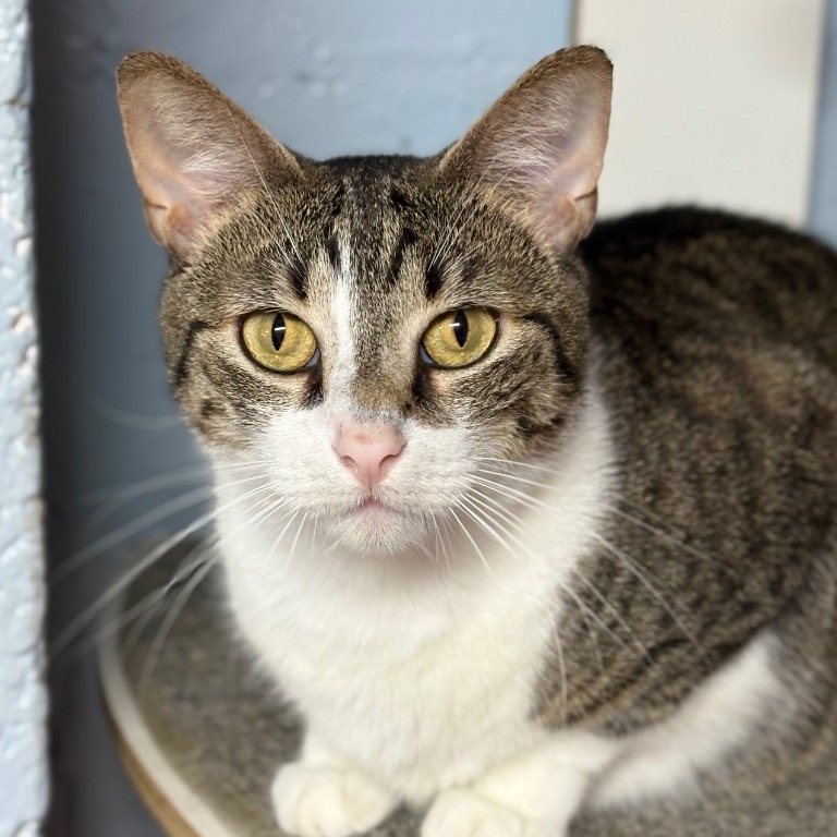 Another portrait of Tabulous