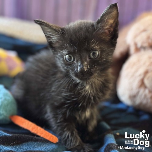 GOLDIE - Domestic Shorthair available for adoption