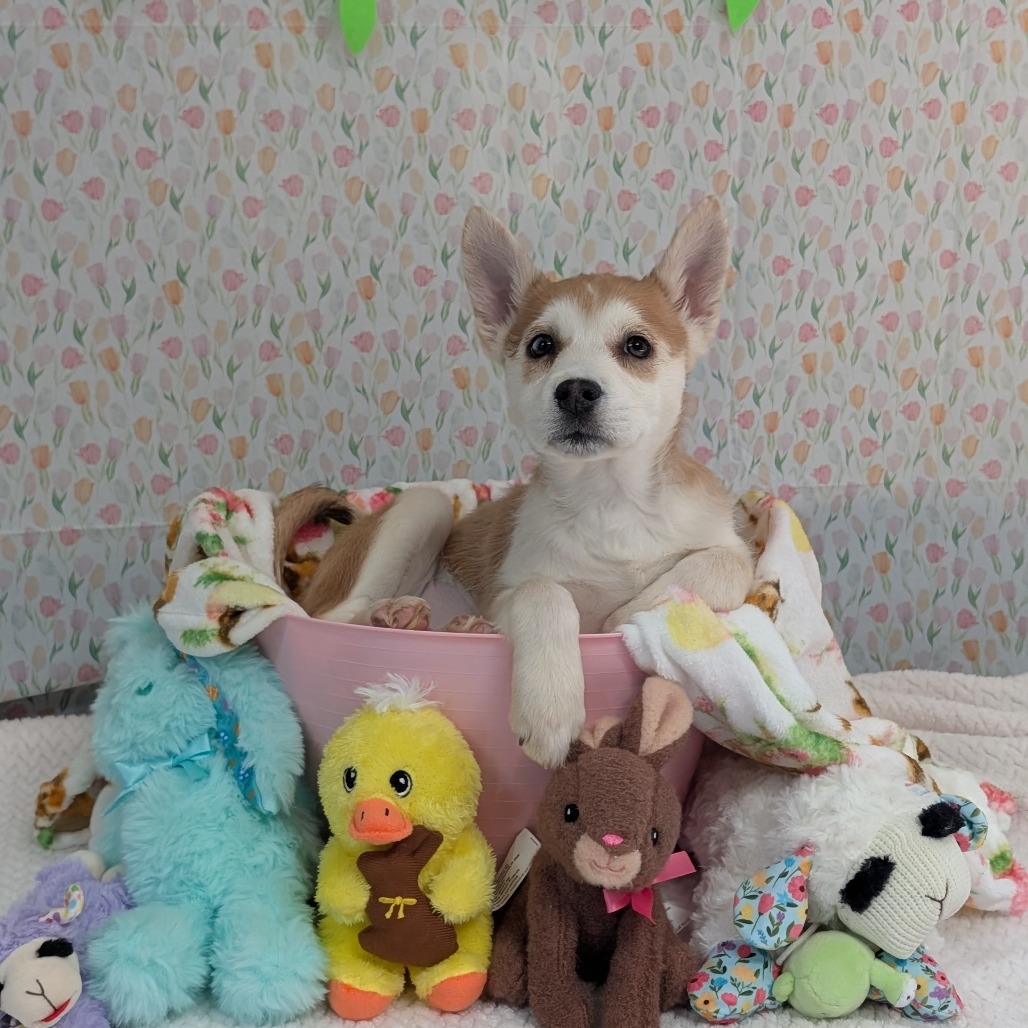 Snowboard — thumbnail 5