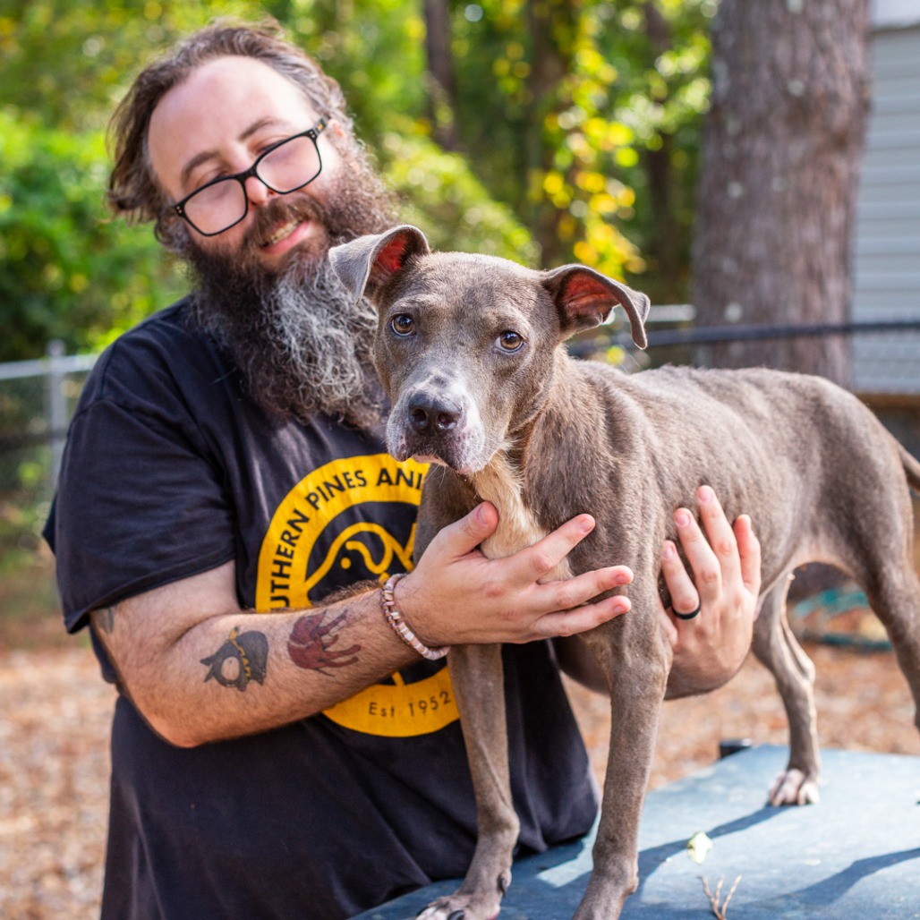TEACHER'S PET - Terrier, American Staffordshire / Mix available for adoption