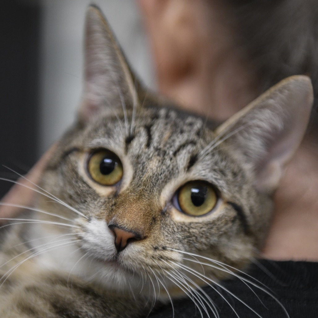 Mele - Domestic Shorthair