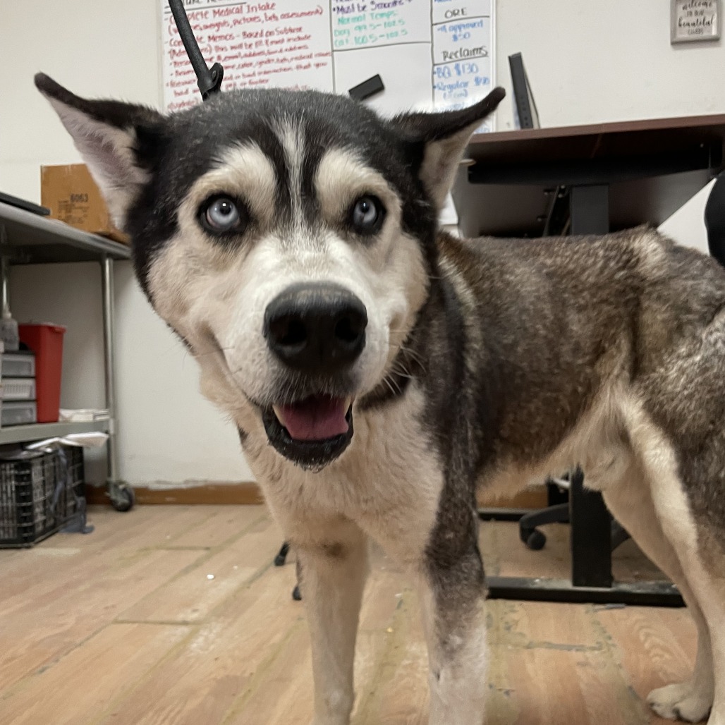 Kiro, available for adoption at PVAS
