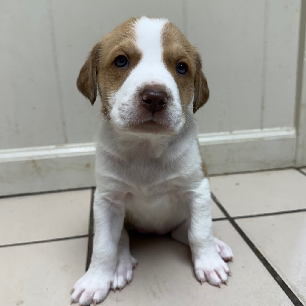 Tusc Stray 83092 2 3 4