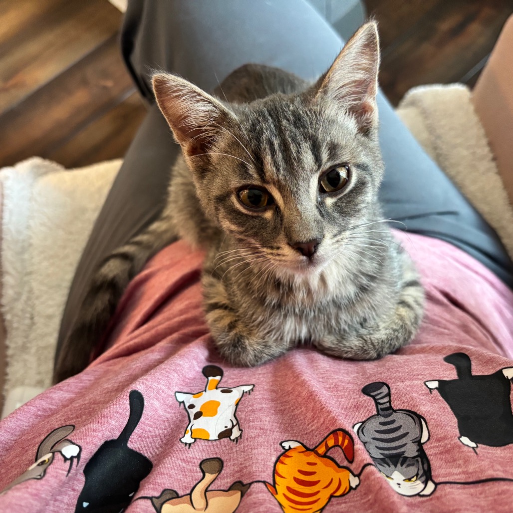 Oscar, an adoptable cat