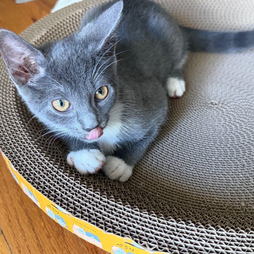 PIPPA - American Shorthair / Domestic Shorthair for adoption in Silver Spring