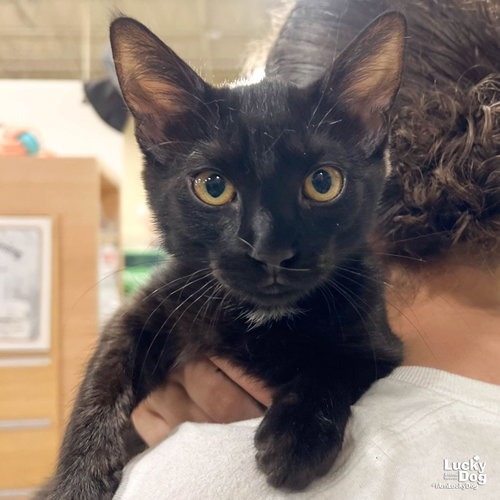 ZINNIA - Domestic Shorthair available for adoption