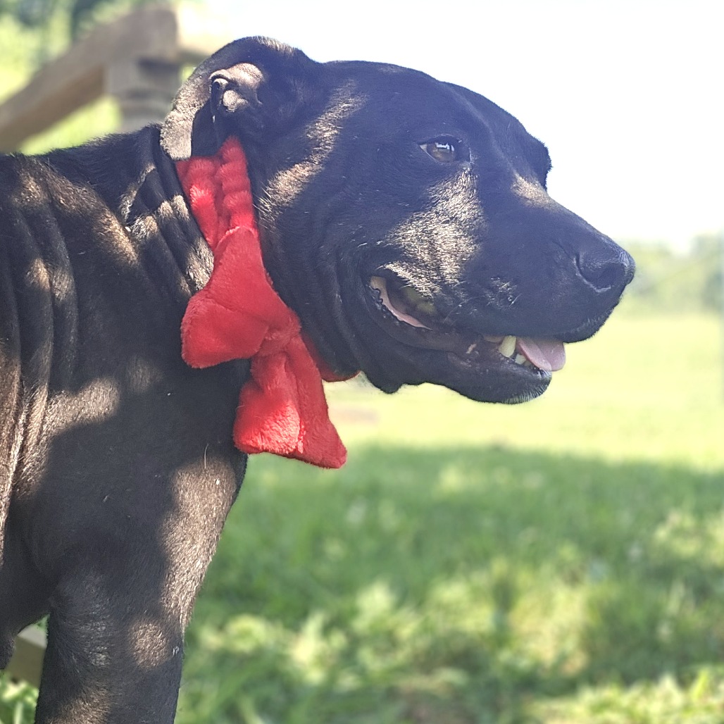 Brooklyn — thumbnail 4