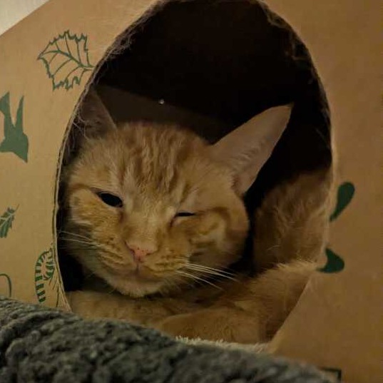 CRABAPPLE - Domestic Shorthair available for adoption