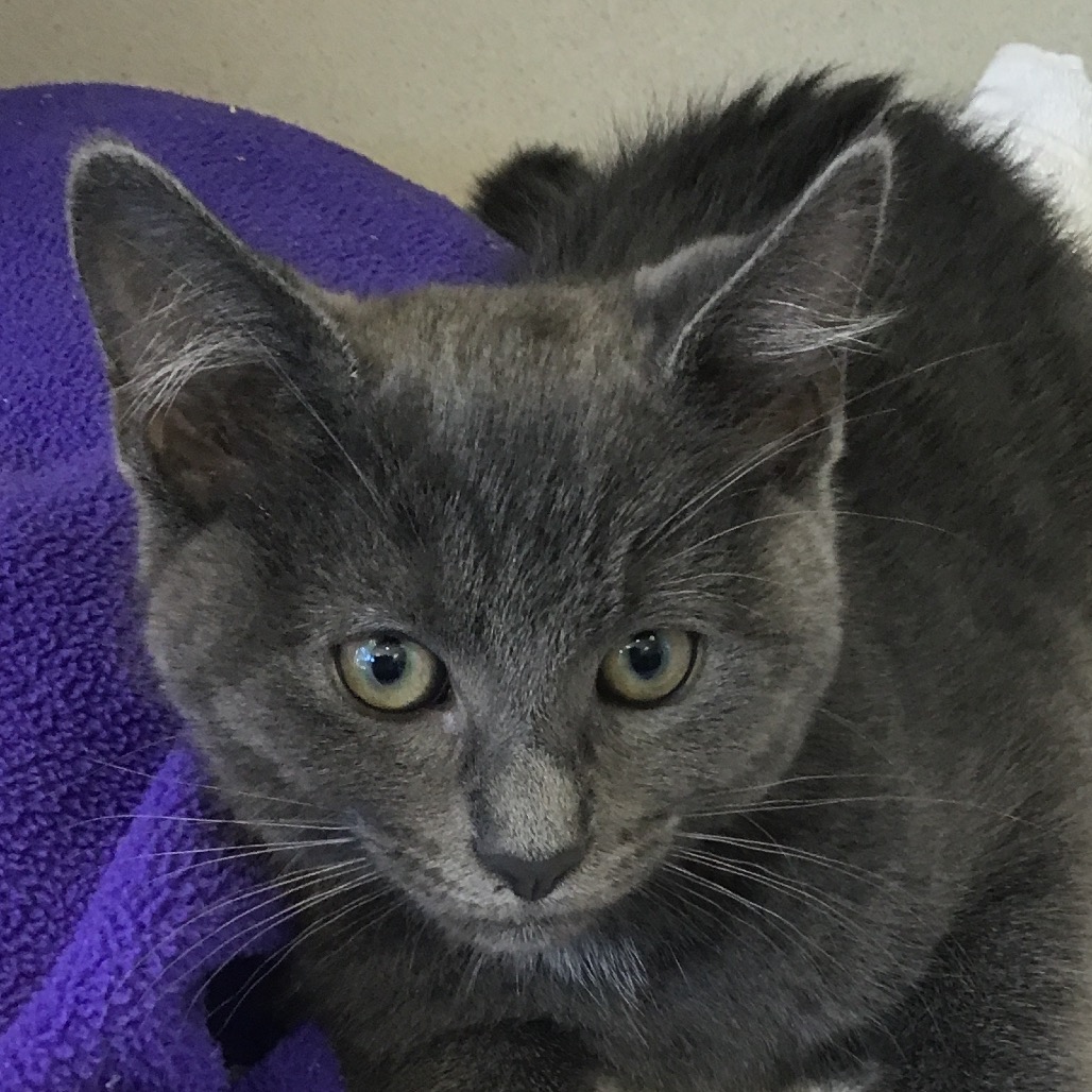 Frankie - Domestic Medium Hair