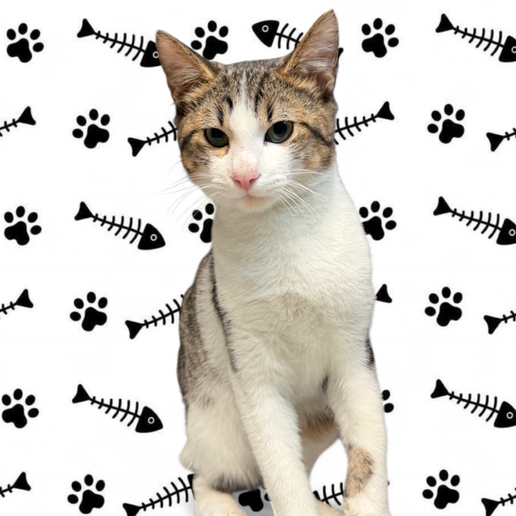 Mac Attack , available for adoption at PVAS