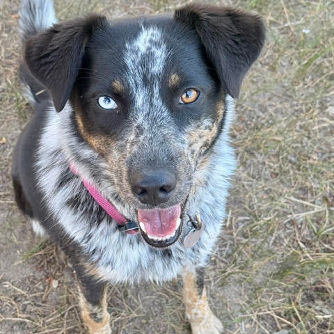Sadie