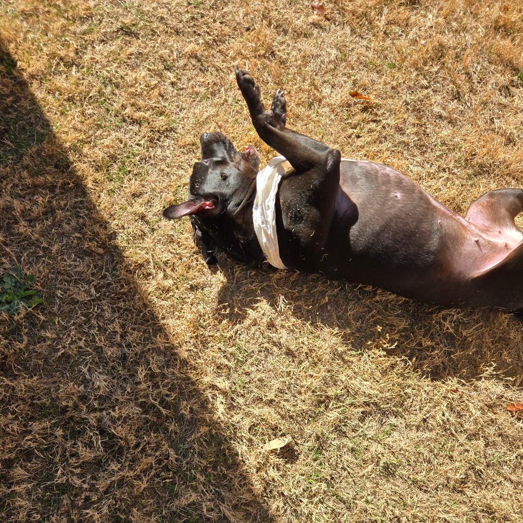 Shadow, additional photo