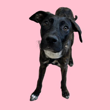 Tusc Stray 81347