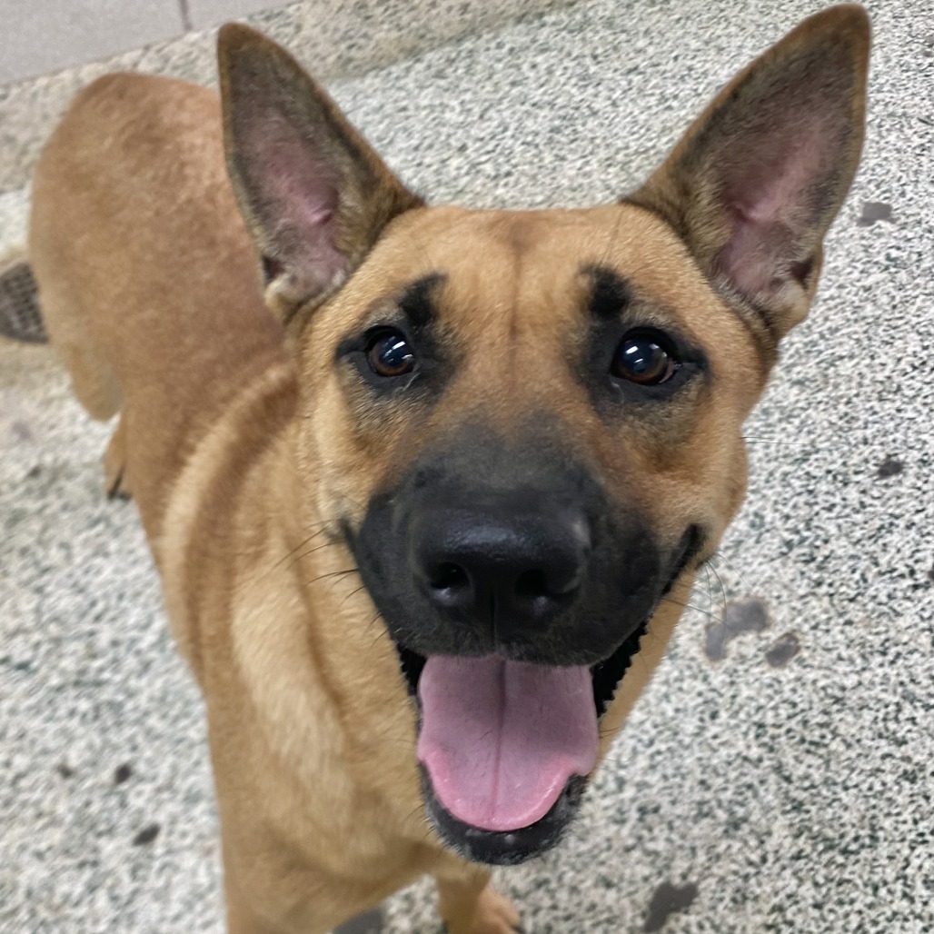DIXIE - Shepherd available for adoption