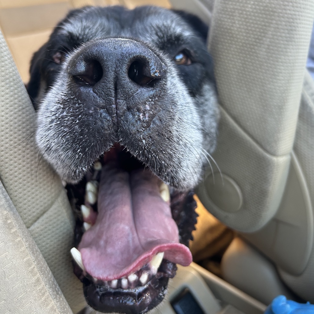 Bentley, photo 19