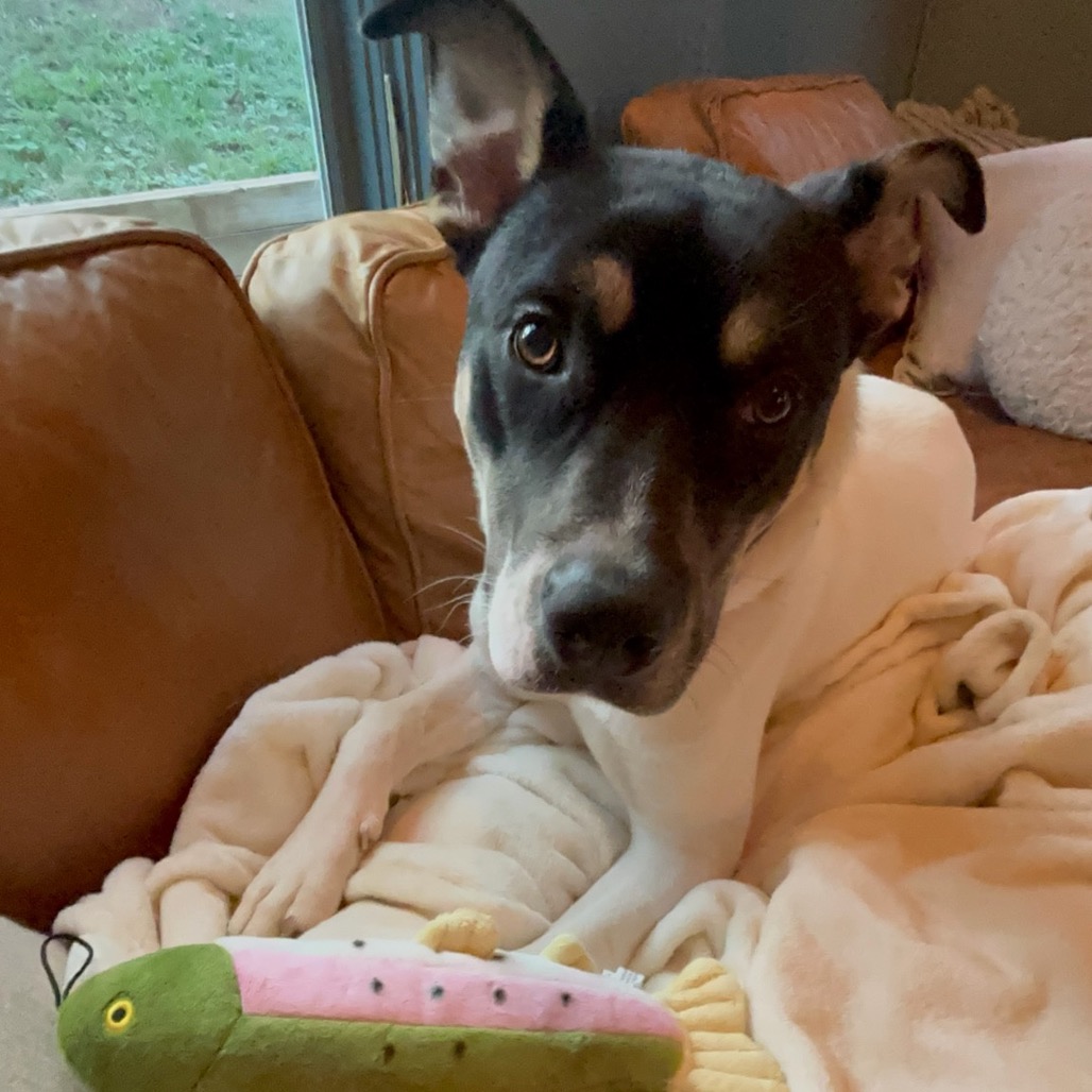 Trout, photo 8