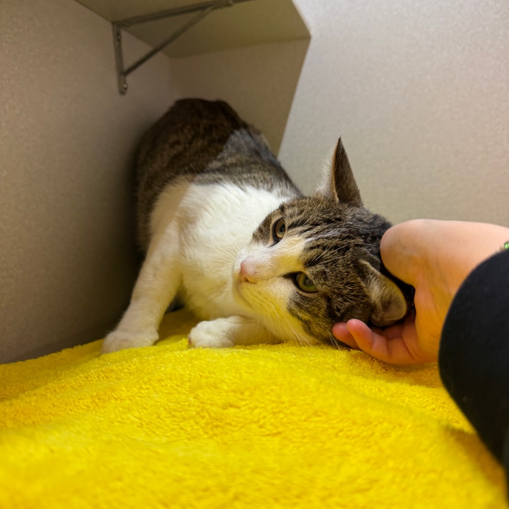 Photo of Nick Carraway 17