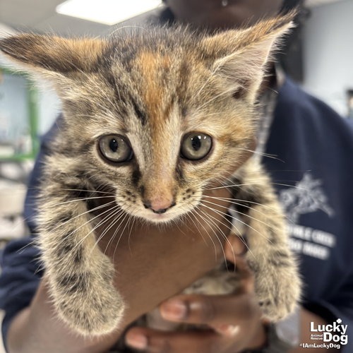MY RARITY - Domestic Shorthair available for adoption