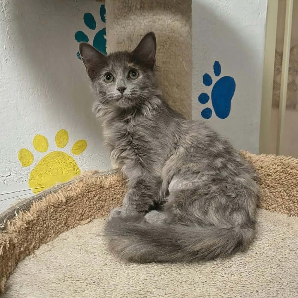 BUBBLES - Domestic Shorthair available for adoption