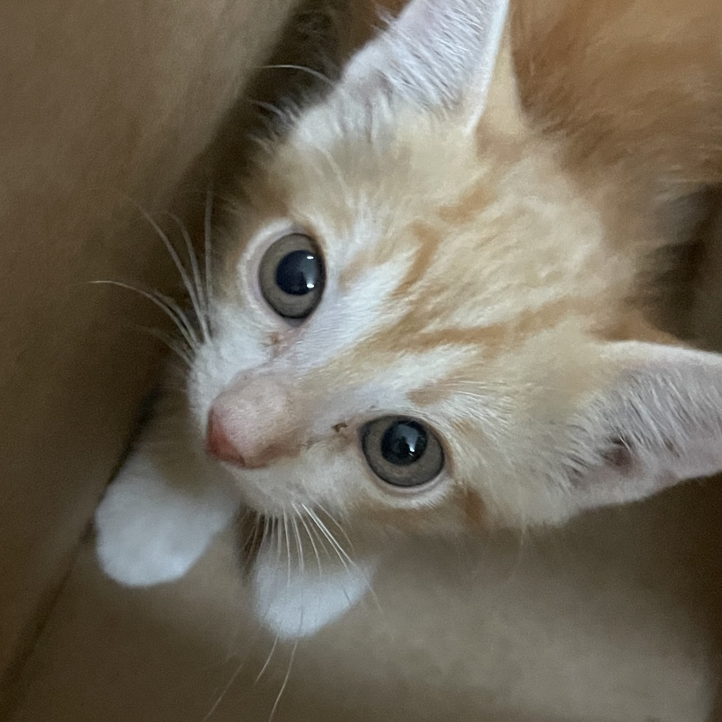 Sunny , available for adoption at PVAS