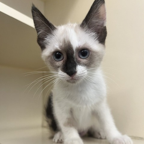 CASHMERE GLOW - Domestic Shorthair / Siamese available for adoption