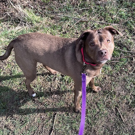 Rex, photo 2