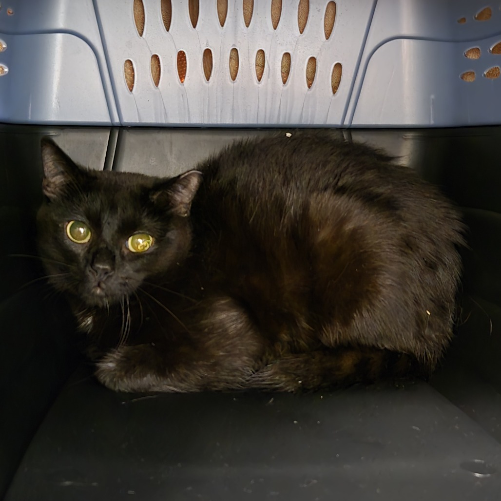 Photo of PGH-Stray-120609
