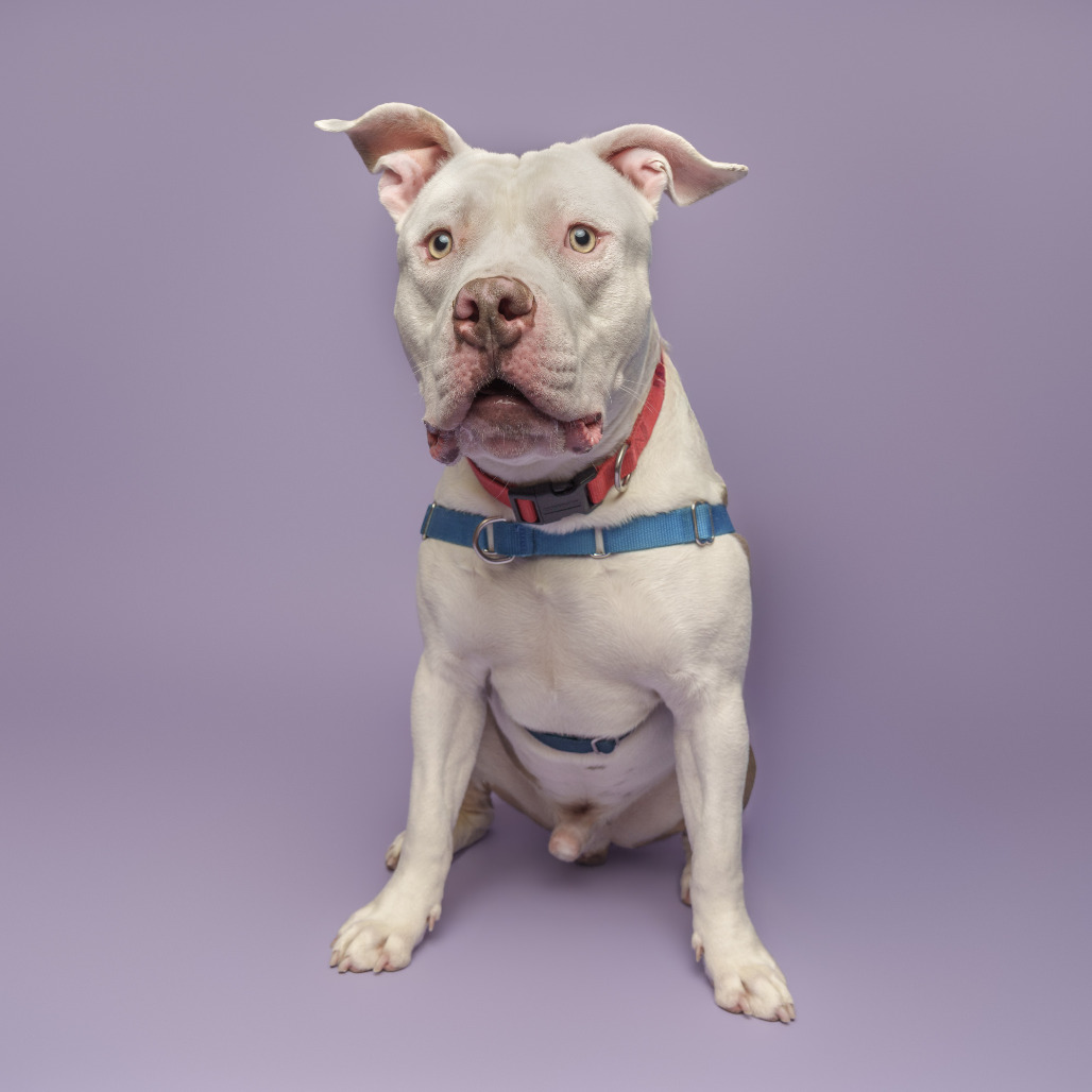 Photo of Woofus Wainwright 10