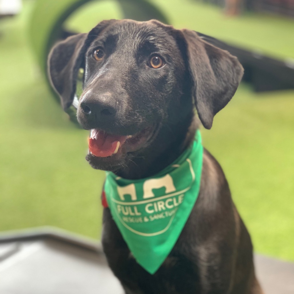 Thelma is available for adoption at Full Circle Rescue and Sanctuary