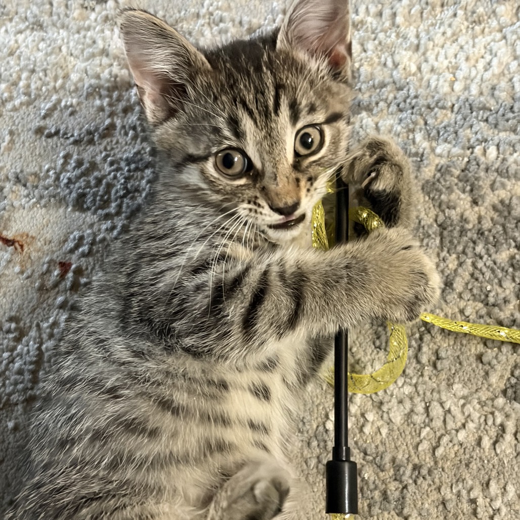 BLAZE - Domestic Shorthair available for adoption