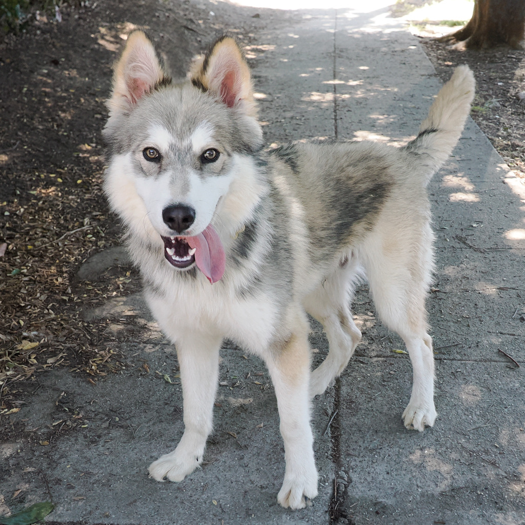 GUSTAV, photo 10