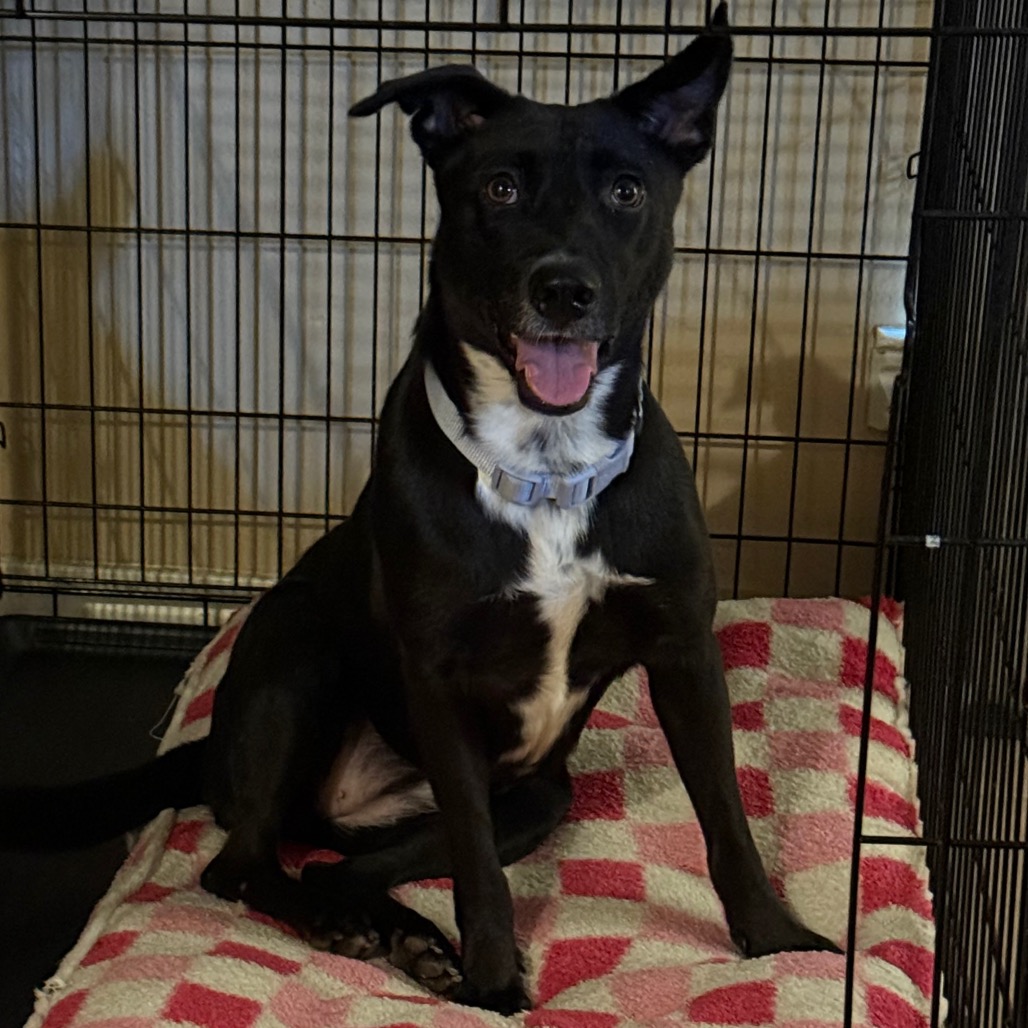 Sally/Pacific , available for adoption at PVAS