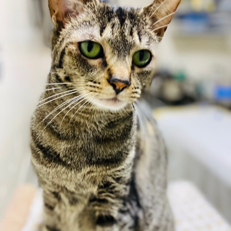 Full body shot of Columbia