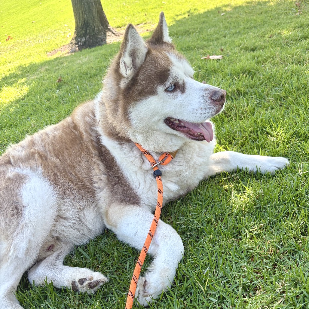 Apollo (C000-753) - Chino Hills Location, photo 44