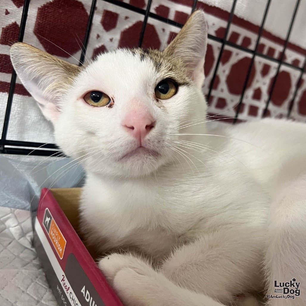 TINY TWIX - Domestic Shorthair available for adoption