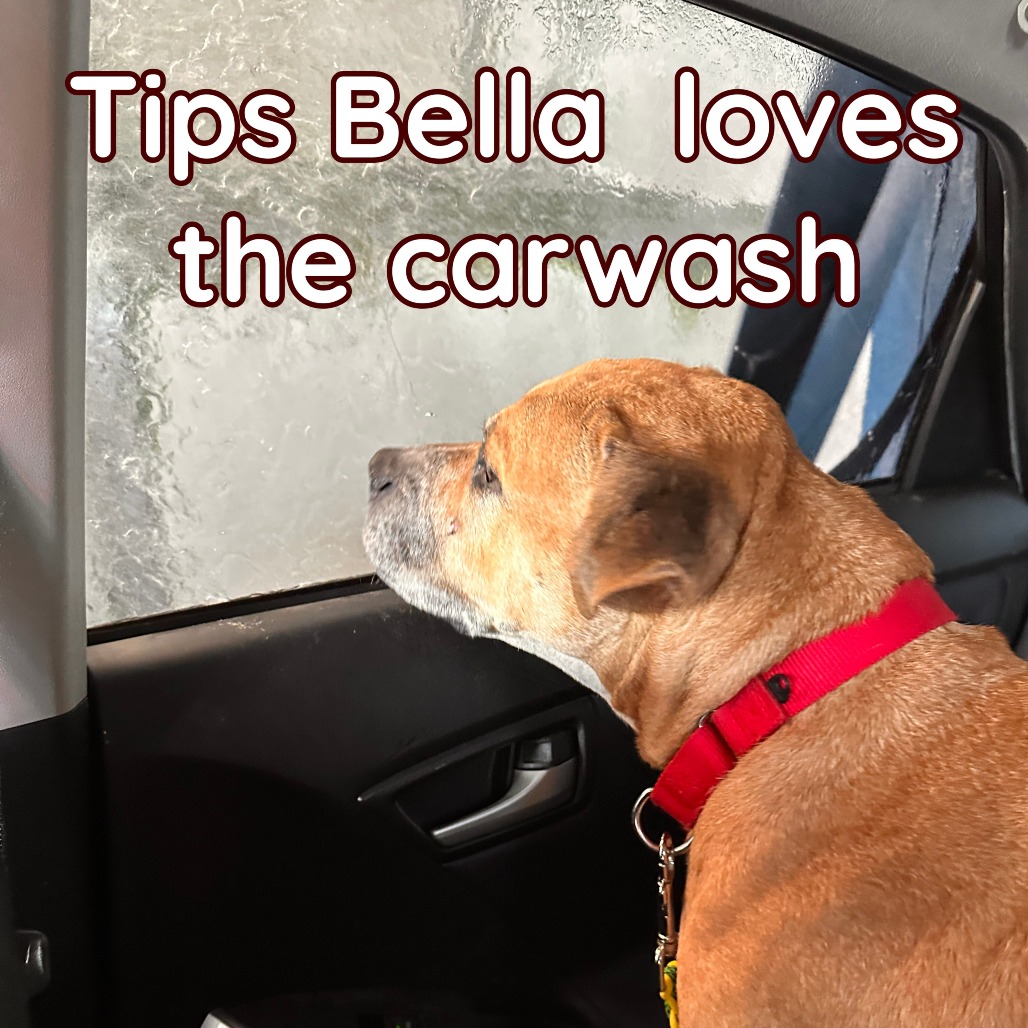 Tips Bella, additional photo