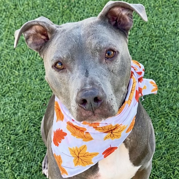 CHYNA - Terrier / Pit Bull available for adoption