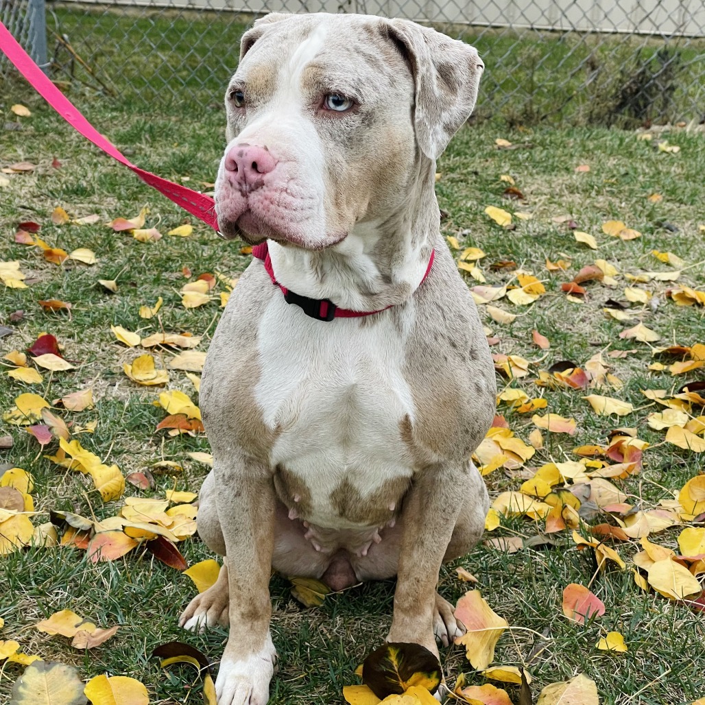 Icey — thumbnail 2