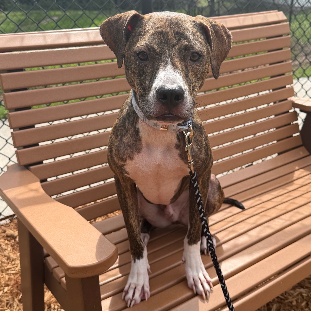 PUMBA - Mixed Breed (Medium) available for adoption