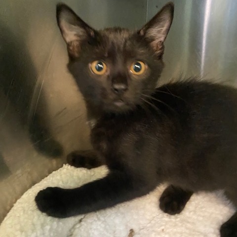 BRIGHT - Domestic Shorthair available for adoption
