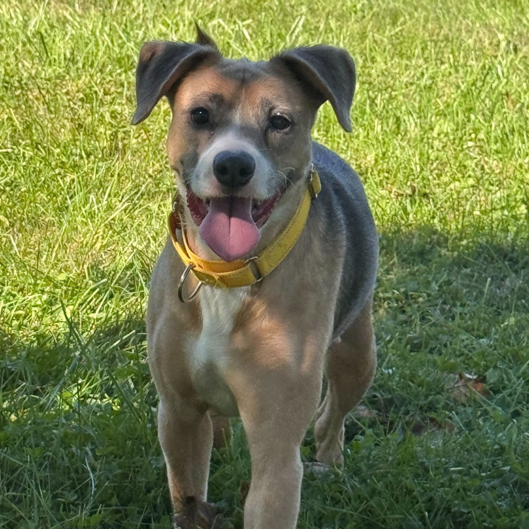 BAMBI - Shepherd / Australian available for adoption