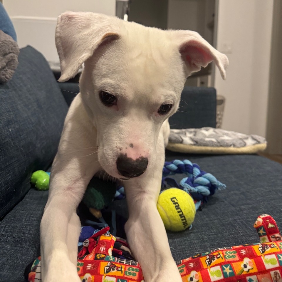 Slim Shady — thumbnail 4