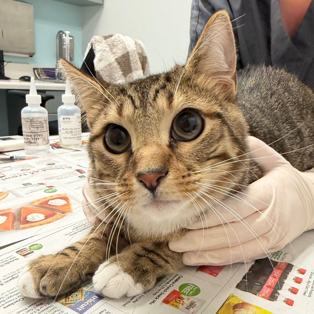 WALLY - Domestic Shorthair for adoption in Jacksonville